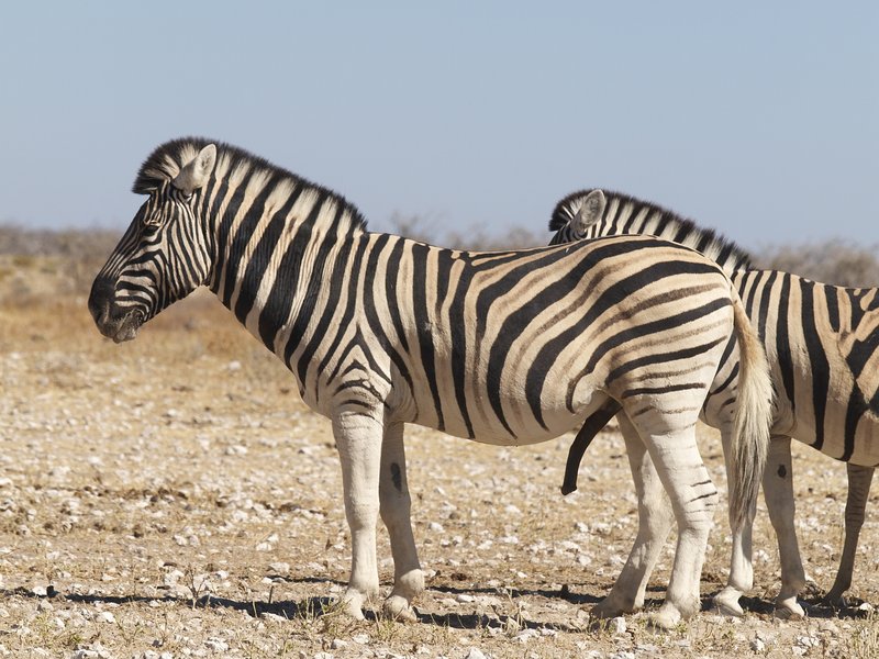 Etosha National Park, Zebra